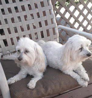Two older Maltese dogs