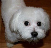 maltese-dog-looking-back