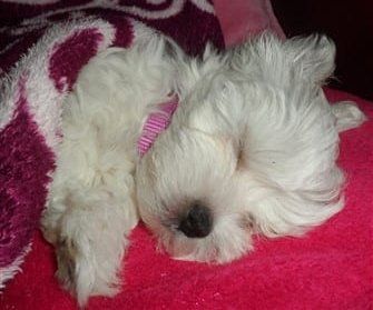 maltese-puppy-snow-white-coat