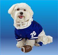 male-maltese