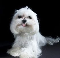 Maltese dog, black background