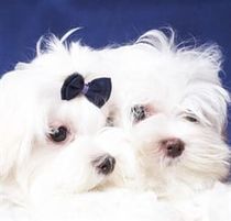 two Maltese dogs
