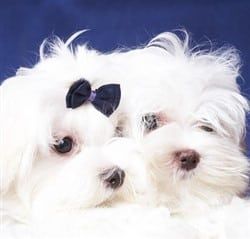 two Maltese dogs