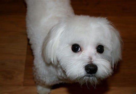 maltese-face-color-nose-halo