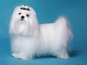 maltese-long-coat-example-2