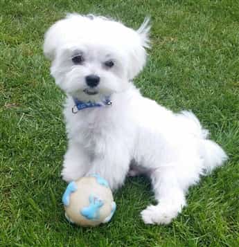 Maltese playing outside