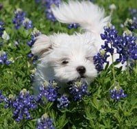 maltese-dog-looking-back