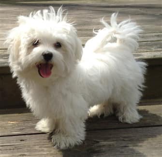 maltese-color-white-coat