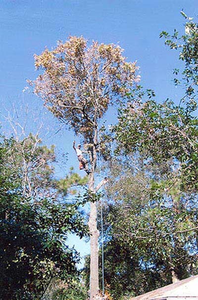 Trimming the trees — Tree Removal in Jacksonville, FL
