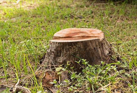 Tree stump — Tree Removal in Jacksonville, FL Tree stump — Tree Removal in Jacksonville, FL