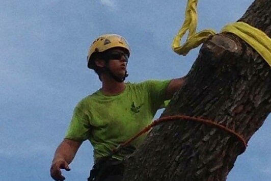 Chainsaw being used to cut a tree — Tree Removal in Jacksonville, FL