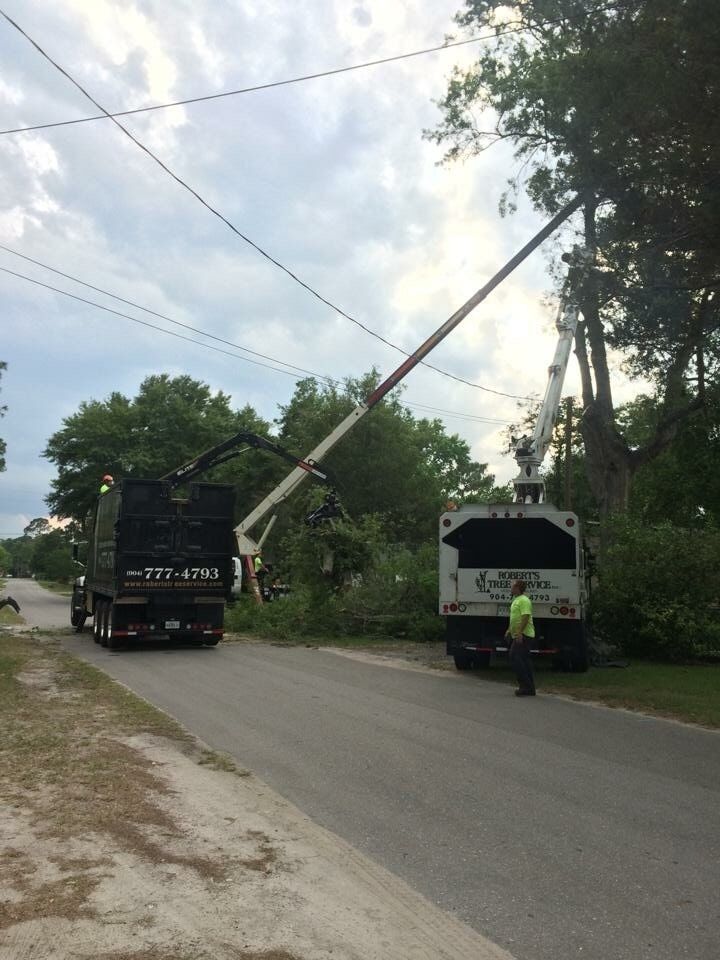 Tree Removal in Jacksonville, FL