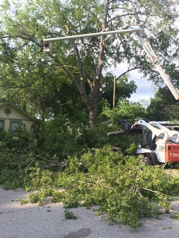 Tree Removal in Jacksonville, FL