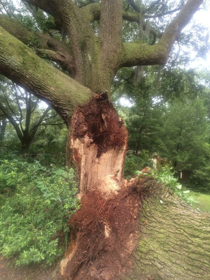 Large Tree - Tree Removal in Jacksonville, FL
