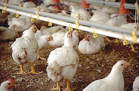 Broilers Drinking