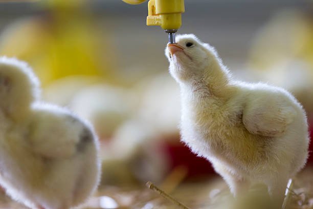 Chicks at Drinker
