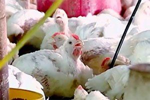 Poultry Heat Stress