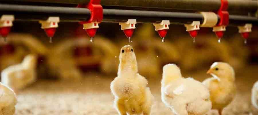 Vitamin Supplement for Poultry2