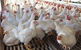 Probiotics for Chickens