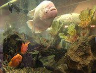 fish West Charleston Chiropractic Las Vegas, NV fish West Charleston Chiropractic Las Vegas, NV