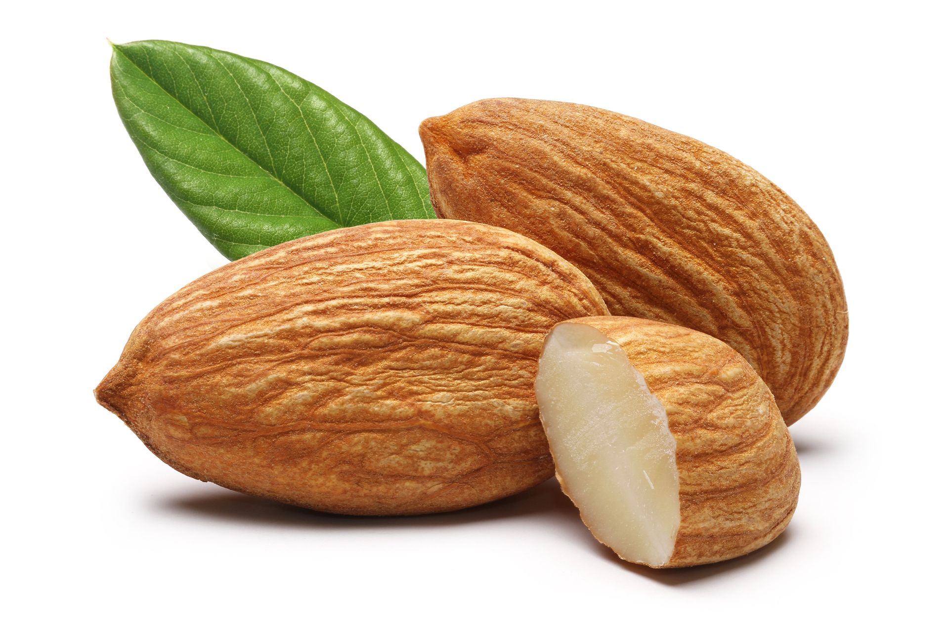 pecan nut icon