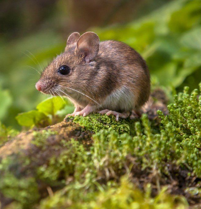 Mouse with brown fur and white belly on mossy green surface.