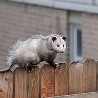 Opossum with gray fur and pink nose on a wooden fence. Brick building in the background.