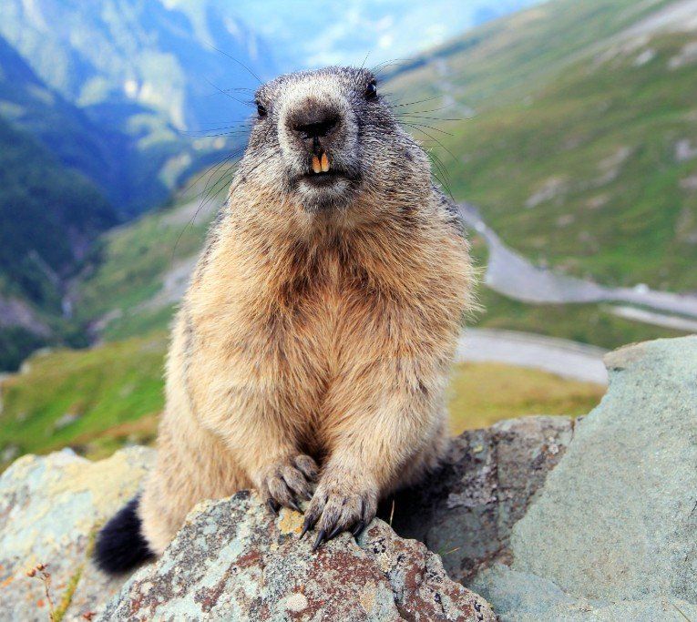 Brown and tan marmot with mountain background; sitting on rocks.