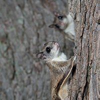 Two flying squirrels peek out from a tree trunk. They have big eyes and are looking upwards.