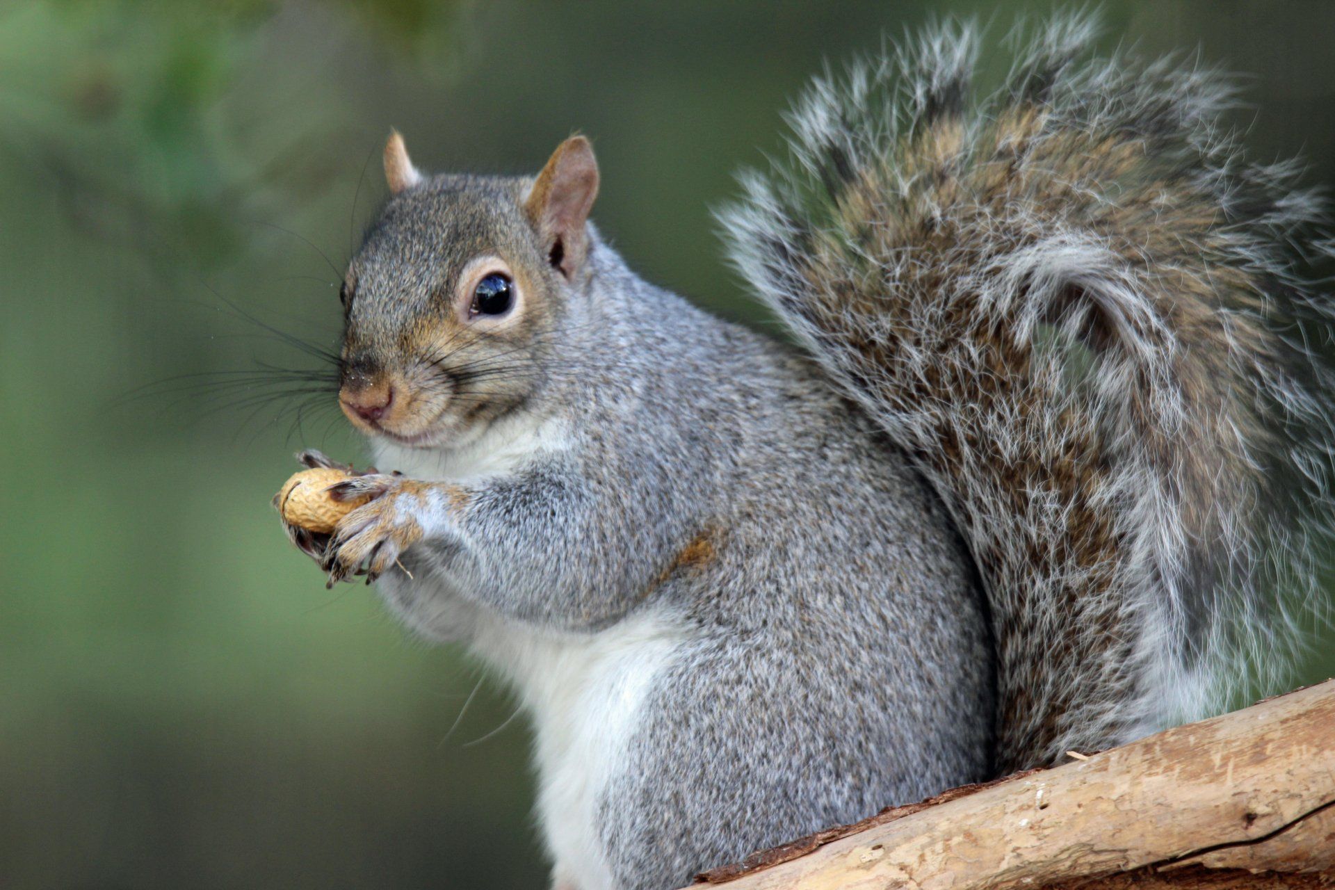 Squirrel holding a nut, gray fur, on a tree branch.