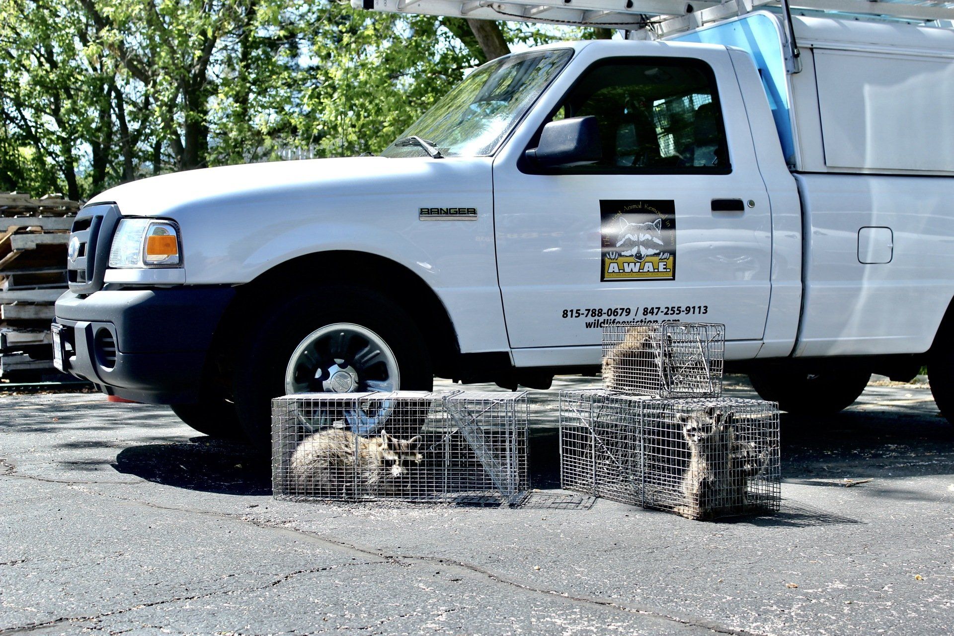White truck with raccoon traps, holding trapped raccoons, parked outside.