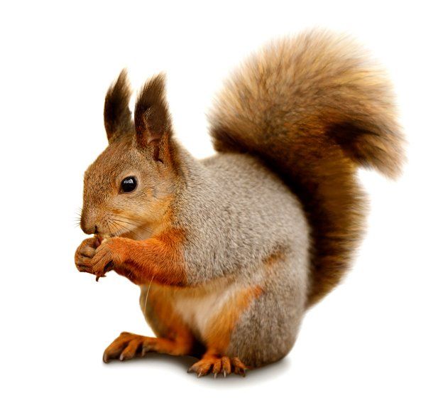 Squirrels — Squirrel Holding A Nut in Crystal Lake, IL Squirrel trapping services needed in Schaumburg, IL
