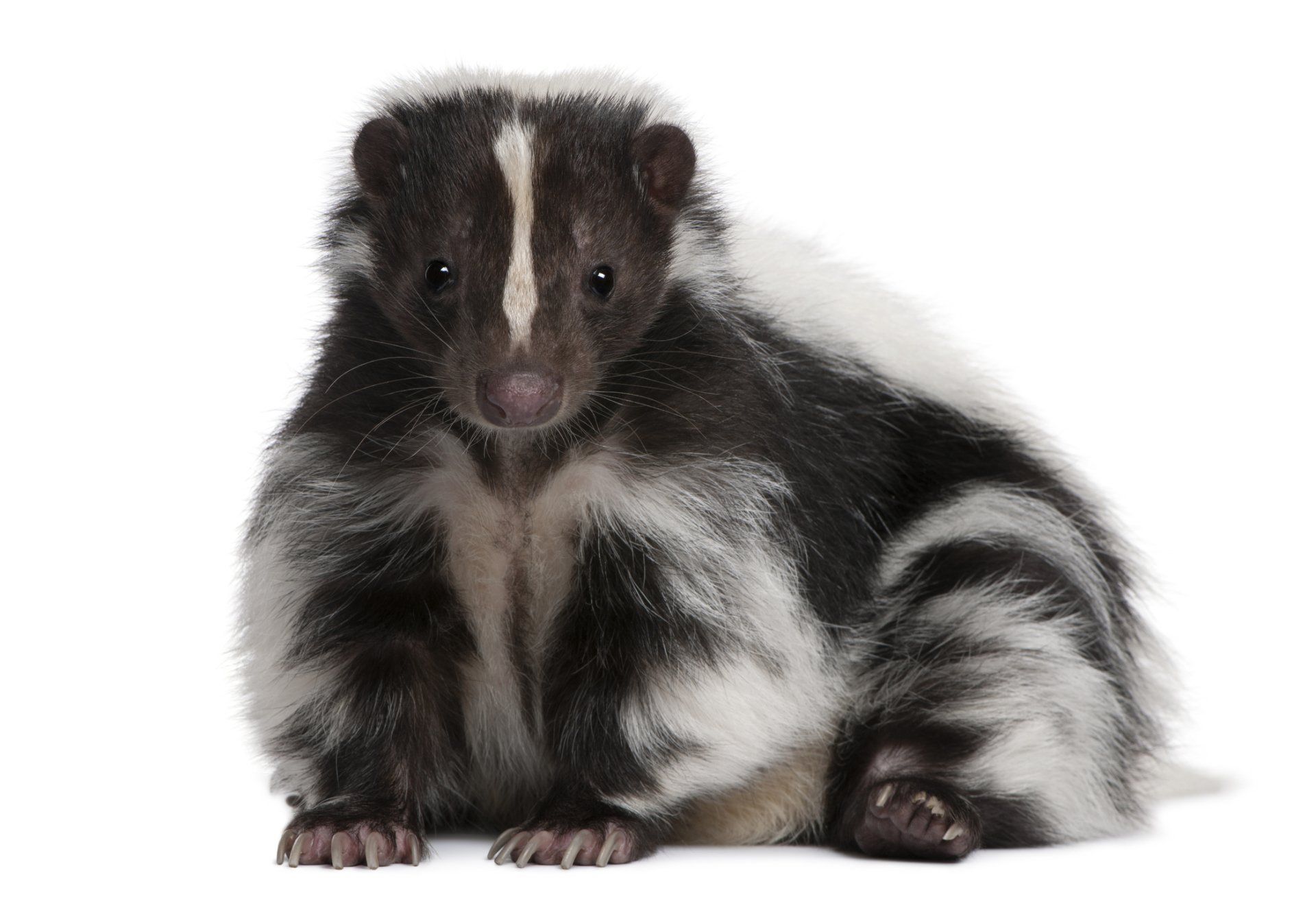 Skunks — Furry Skunk in Crystal Lake, IL Skunks — Furry Skunk in Crystal Lake, IL