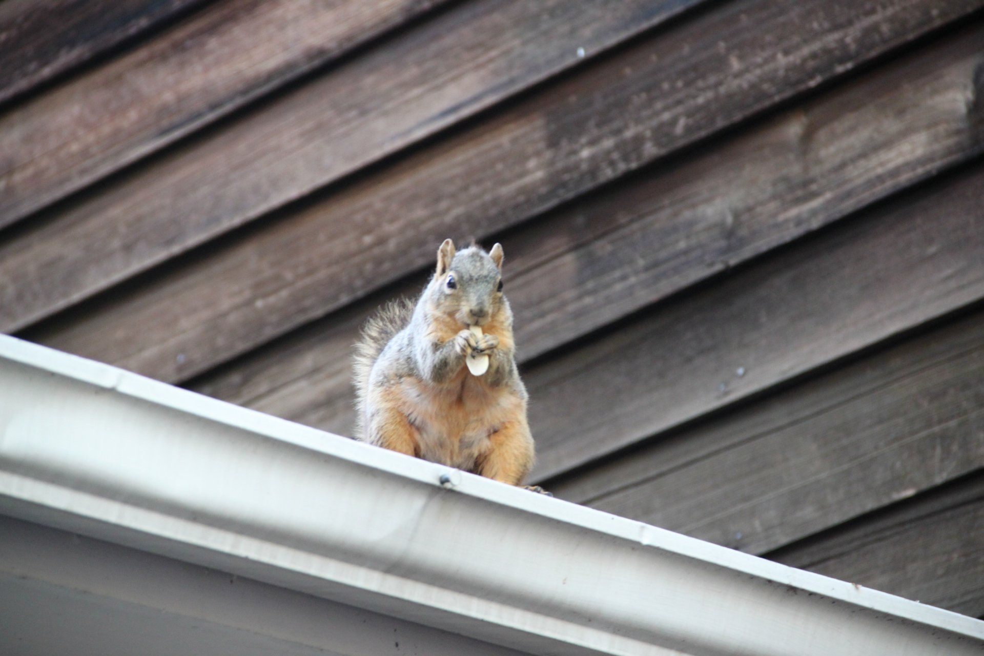 Northern Illinois — Squirrel On Roof Eating Nuts in Crystal Lake, IL Northern Illinois — Squirrel On Roof Eating Nuts in Crystal Lake, IL