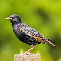 A European starling with iridescent feathers perches on a wooden post, against a blurred green background.