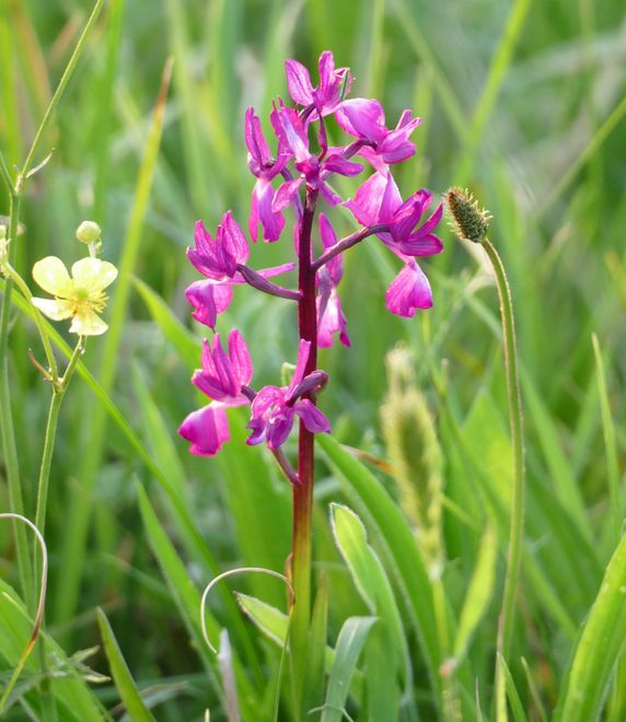 A purple orchid growing in the grass