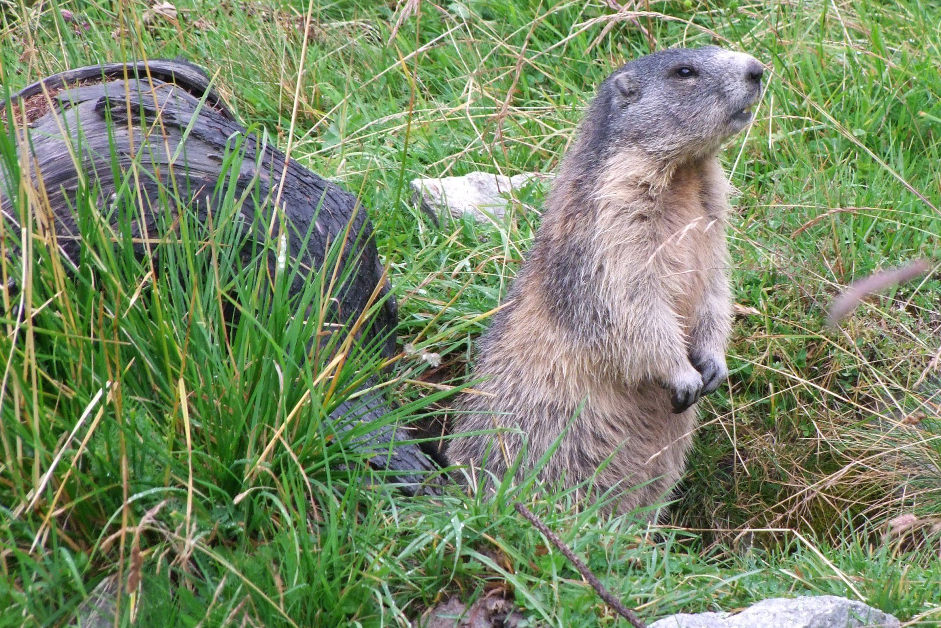 A marmot is standing on its hind legs in the grass.