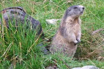 A marmot is standing on its hind legs in the grass.
