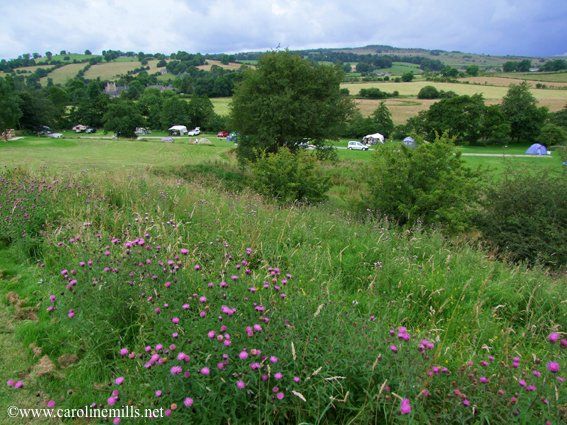 A campsite with purple flowers and trees in the background