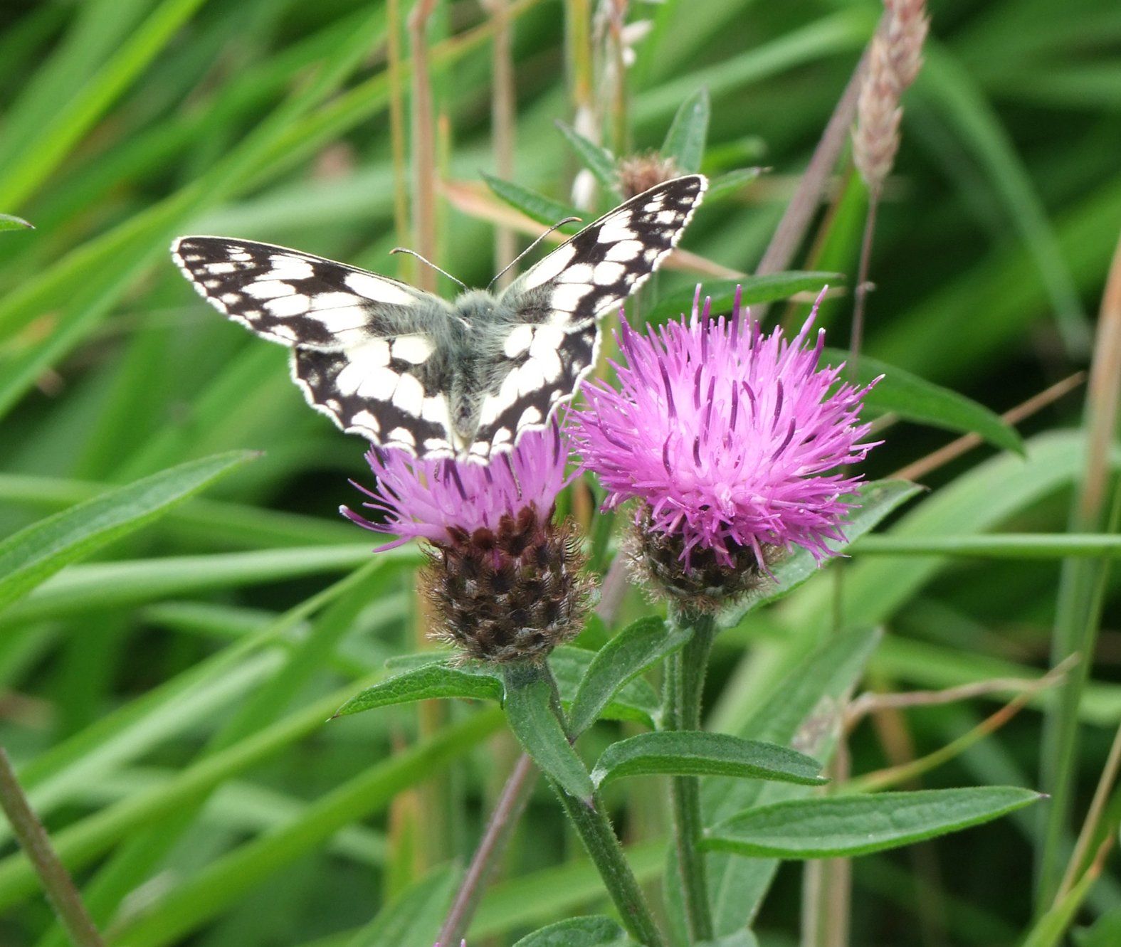 Marbled White butterfly