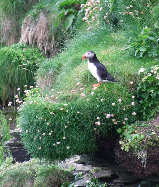 Puffin Caroline Mills