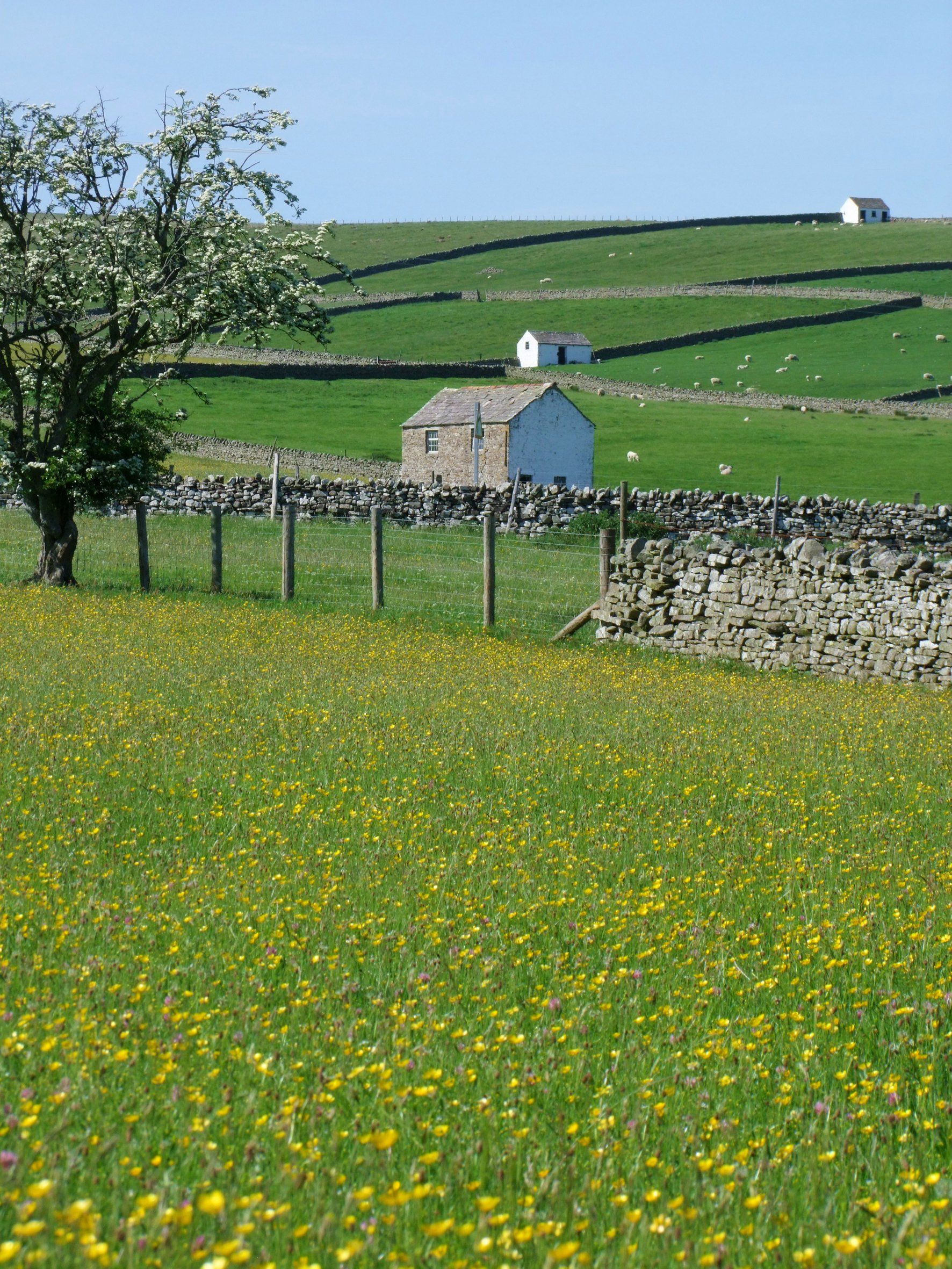 Teesdale Caroline Mills