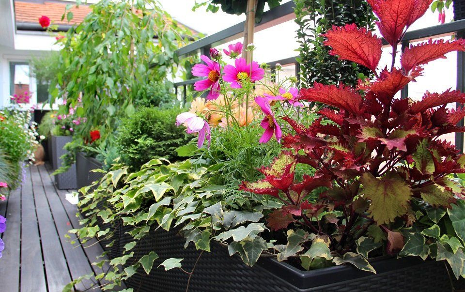 piante terrazzo abitazione