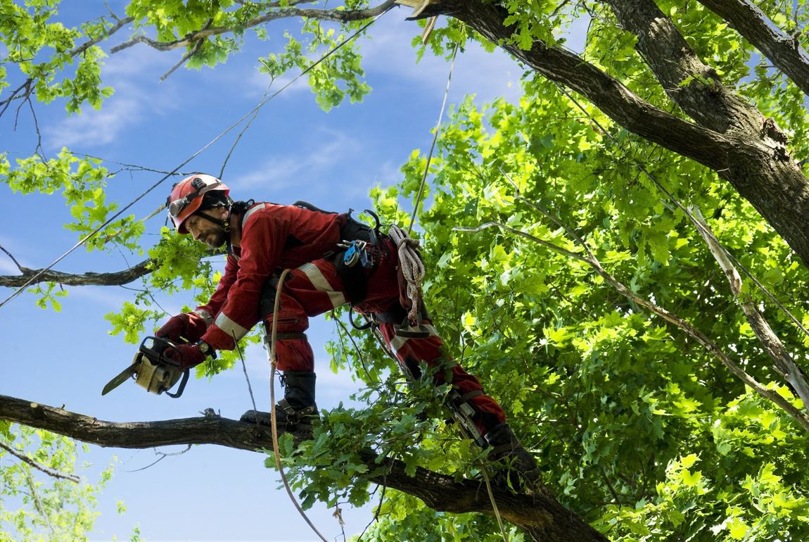 taglio tronco albero con motosega