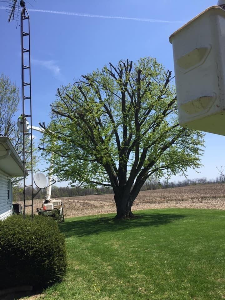Care for Fruit Trees - Tree removal in Connersville, IN