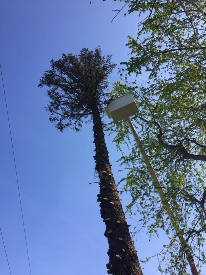 Care for Fruit Trees - Tree removal in Connersville, IN