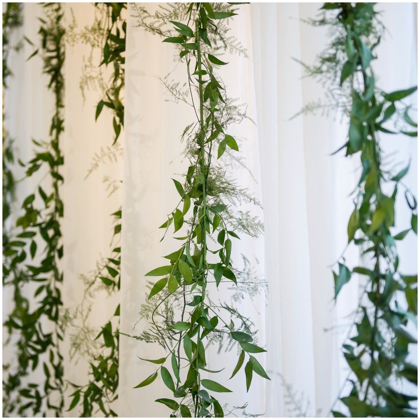 White room with hanging green leafy vines decoratively suspended from above