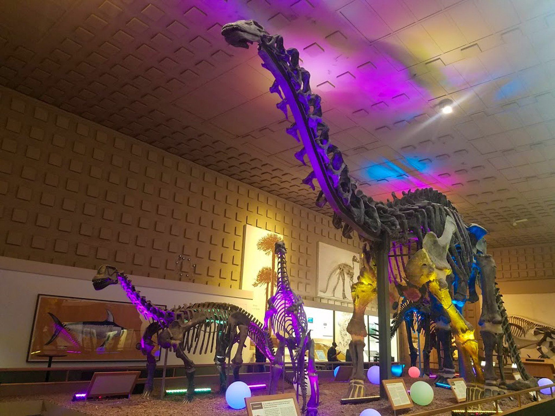 Illuminated dinosaur skeletons display in a museum-like room with colorful purple, blue, and yellow lights.