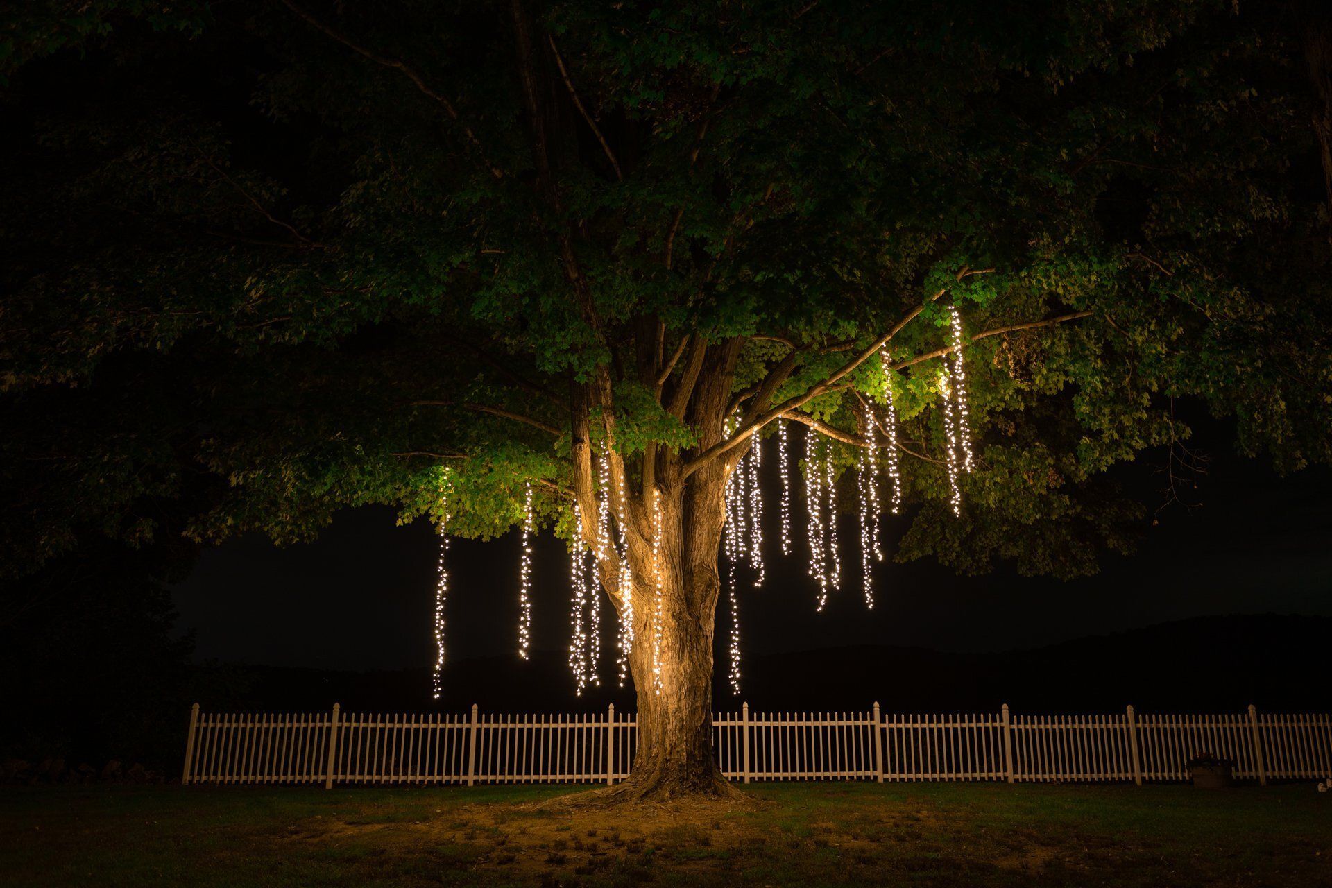Large tree at night with hanging white lights and a white fence in front