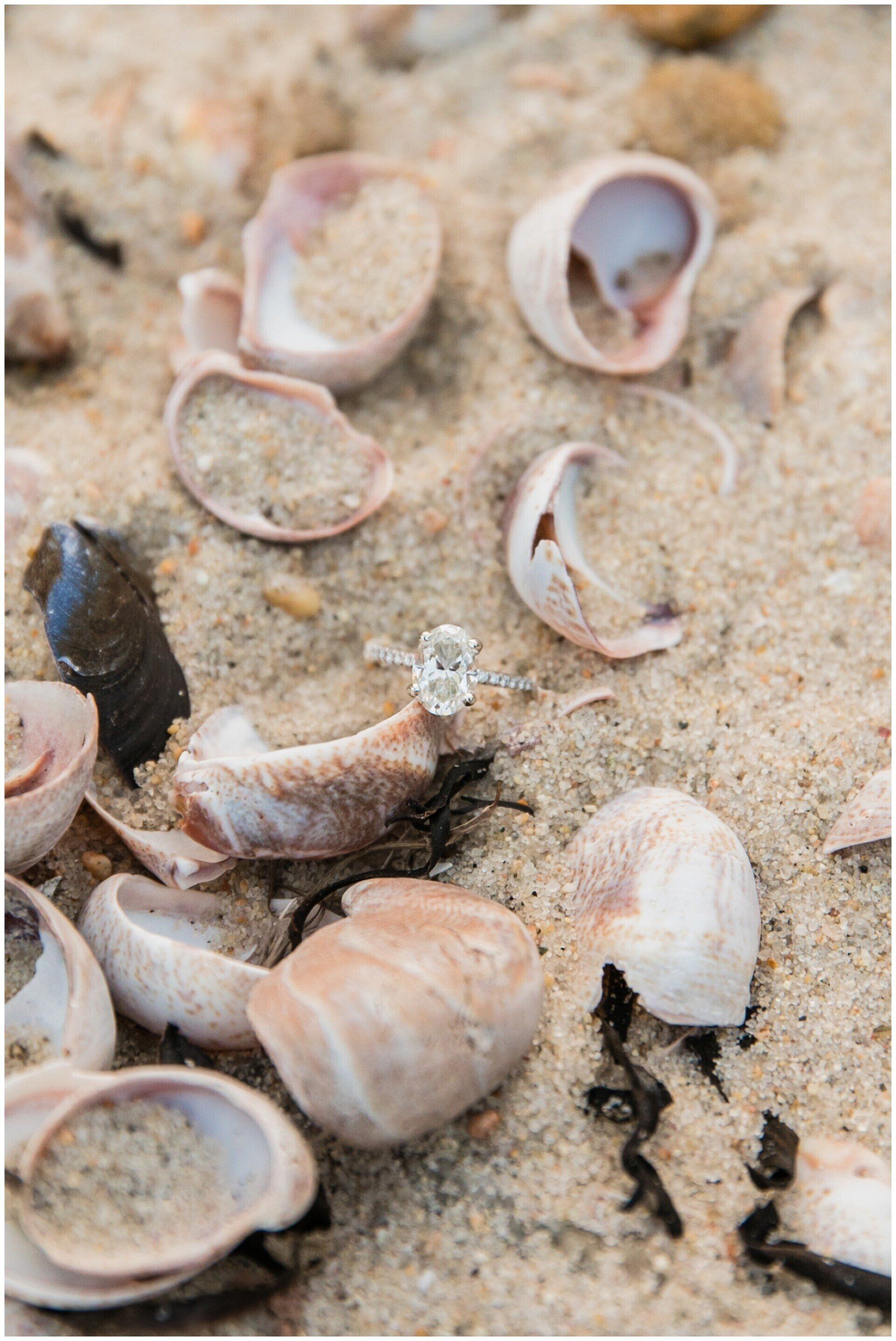 Seashells scattered on sandy beach with bits of seaweed